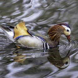 11029 Manderine Duck RDMI