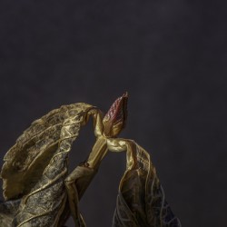 11056 Fruits de la morelle douce 