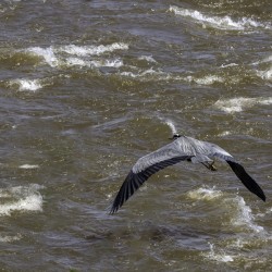 11307 Great Blue Heron  Ardea herodias
