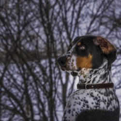 11314 German Shorthaired pointer