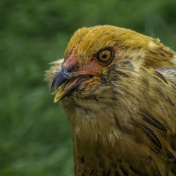 11315 A Real Cobra Chicken