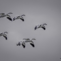 11354 Un Groupe Doies En Migration