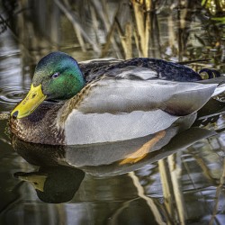 11425 Mallard Duck 
