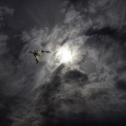 11433 Mallards in Flight