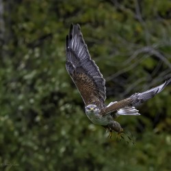 11444 Gyrfalcon Falco  Falco rusticolus