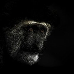 11456 Guereza Monkey