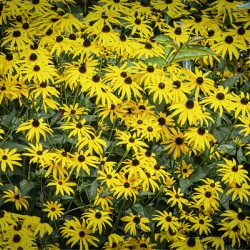 11461 Black Eyed Suzannes