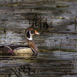 11465 Wood Duck