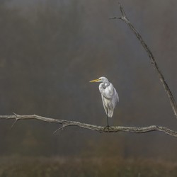 11481 Great Egret Ardea alba