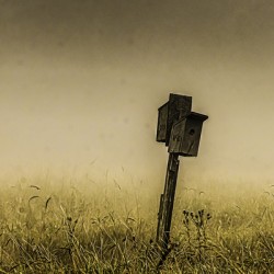 11483 Le brouillard du petit matin