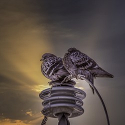 11491 The Conductors