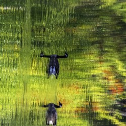 11513 Water Buffalo Edit