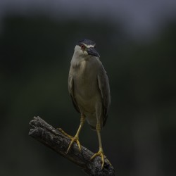 11521 Black Crowned night Heron