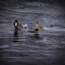 11529 Mallards Face a Face