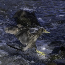 11523 Black Crowned night Heron