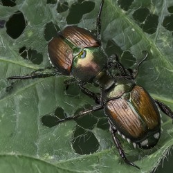 11537 Japenese Beetles