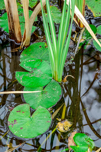 Lilly Pads