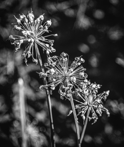 Black & White Flowers