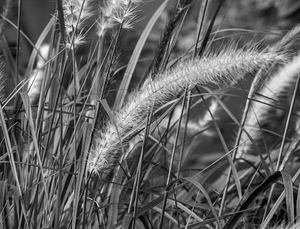 Grass BW Edit