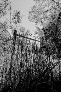 Rod Iron Fence