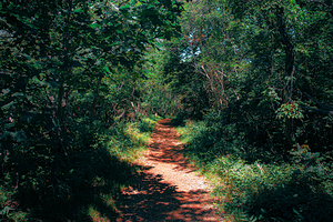 Path not Taken