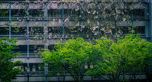 Ivy in the City