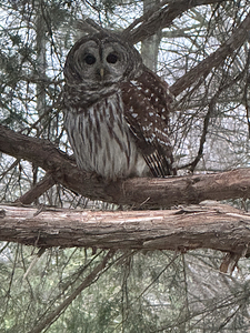 Great Horned Owl