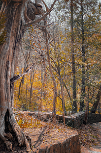 Autum Forest