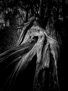 Witch Tree
