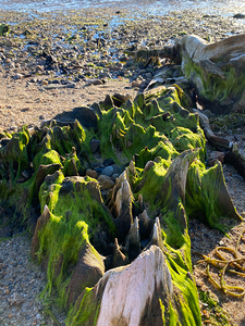 Mossy Stump