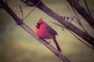 Bird Watch
