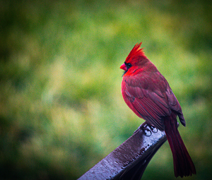 Cardinal