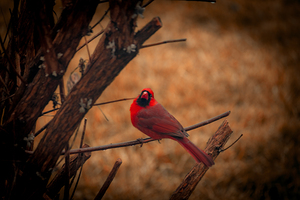 Cardinal 