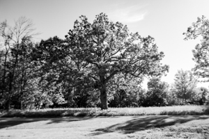 The Old Oak