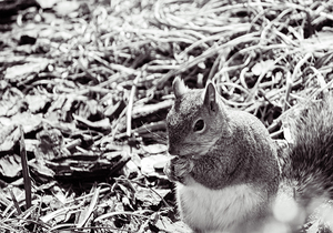 Squirrel