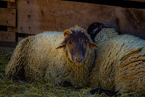 Sheep