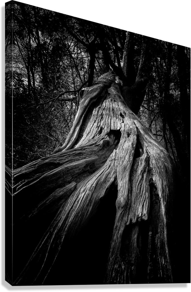 Witch Tree Canvas Print