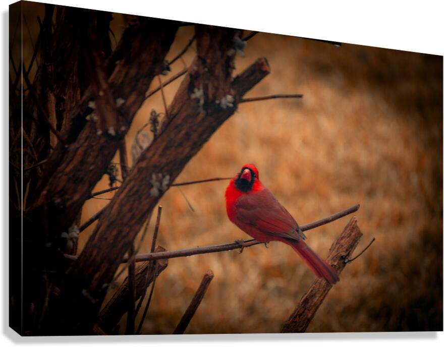 Cardinal  Canvas Print