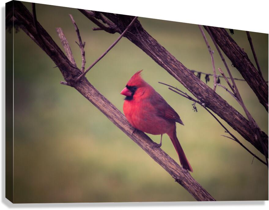Bird Watch Canvas Print