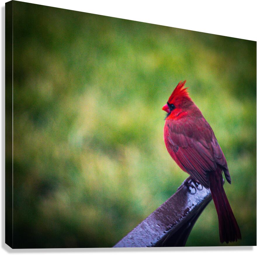 Cardinal Canvas Print