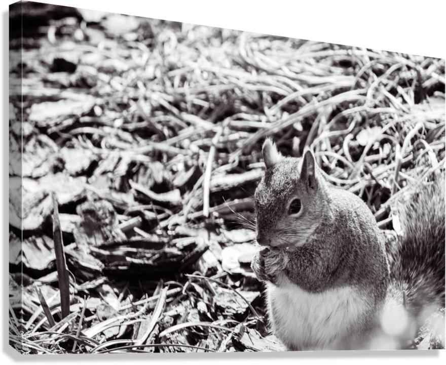 Squirrel Canvas Print