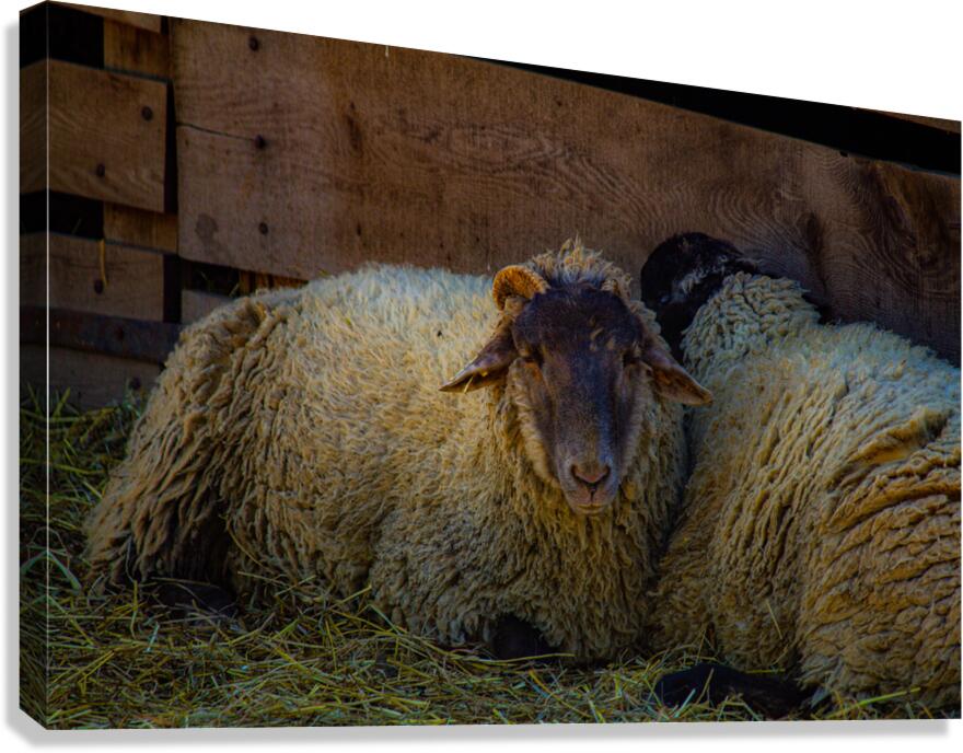 Sheep Canvas Print