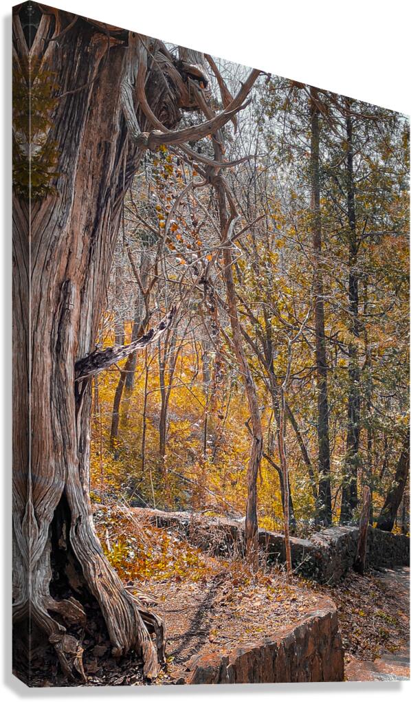 Autum Forest Canvas Print