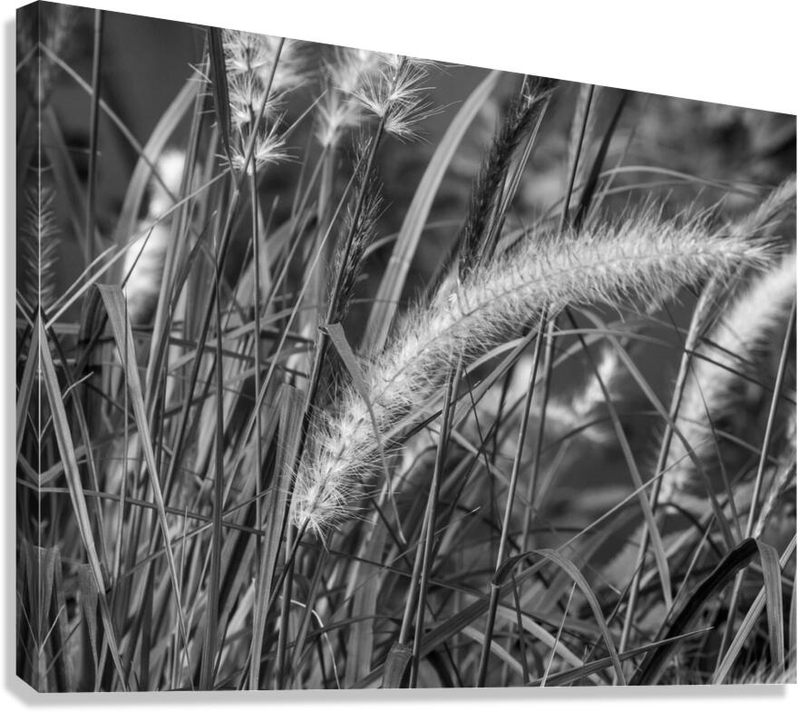 Grass BW Edit Canvas Print