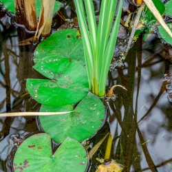 Lilly Pads