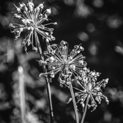 Black & White Flowers