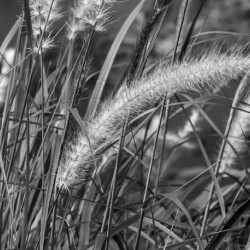 Grass BW Edit