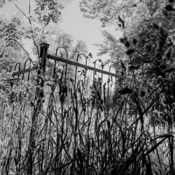 Rod Iron Fence