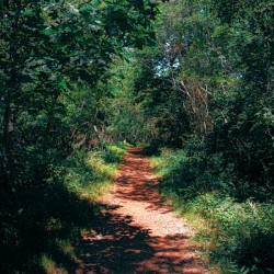 Path not Taken