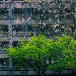 Ivy in the City